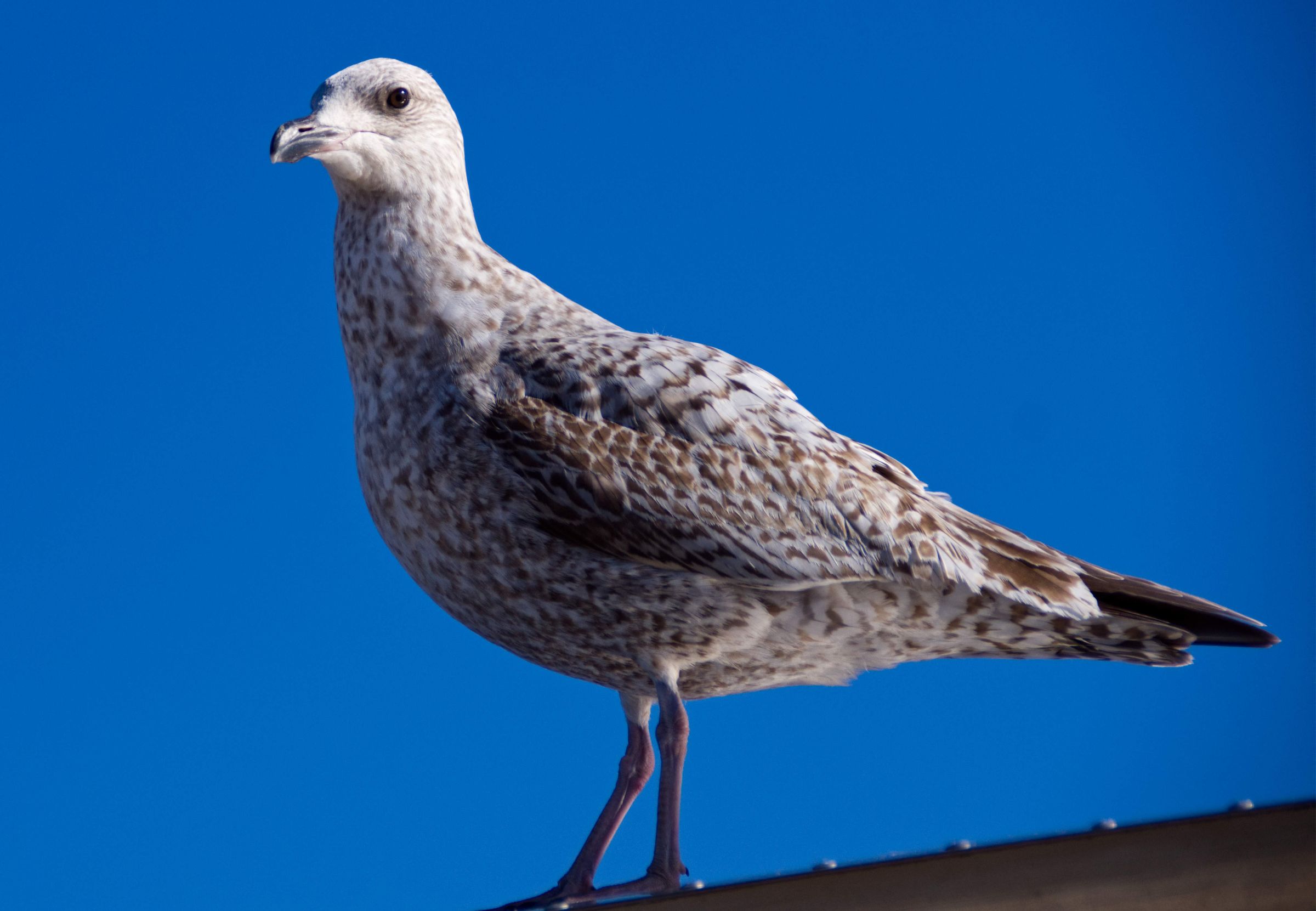Möwe Strand Norddeich
